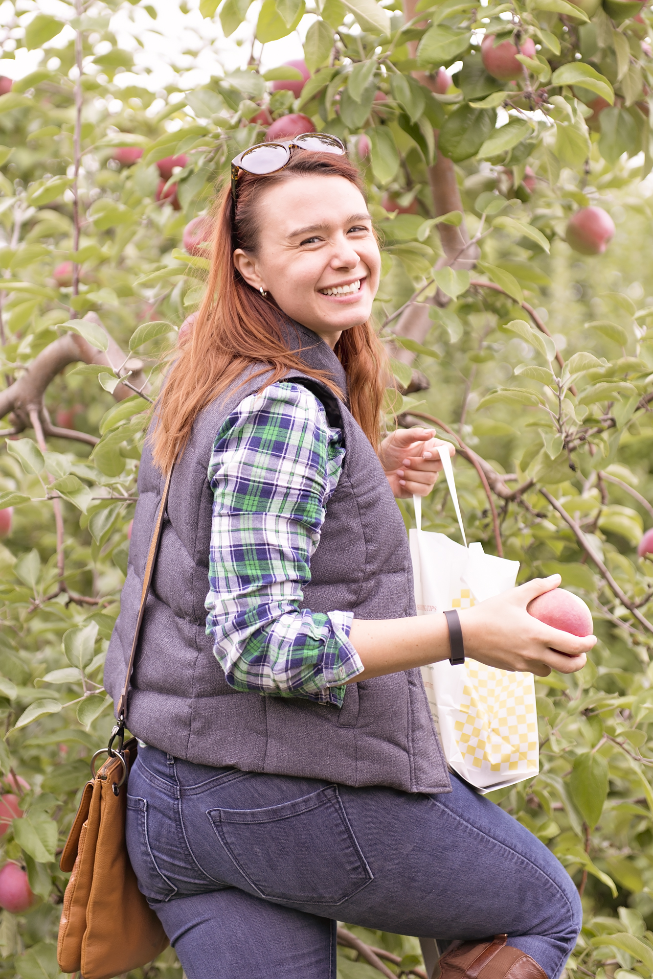 Apple Picking in New Hampshire Roni's Blog